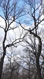 Vertical Video of the Forest with Trees Without Leaves