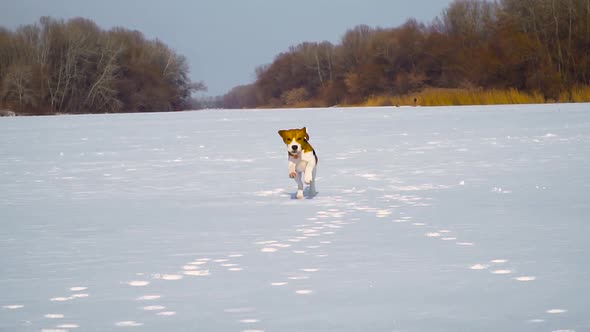 Puppy Running Through the Snow