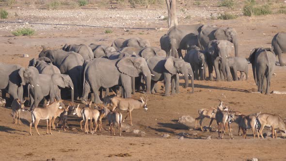 Herd of African Bush elephants and roan antelope standing at a dry waterhole