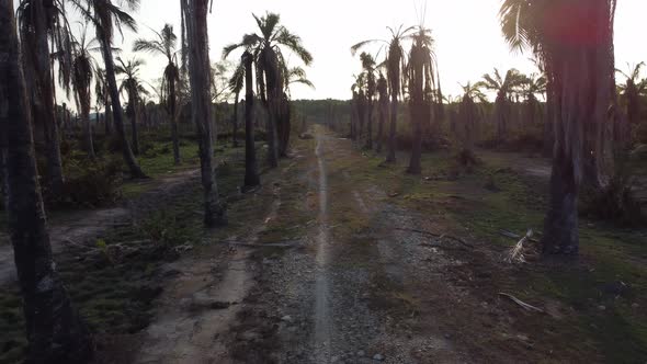 Move at rural path in dead oil palm tree.