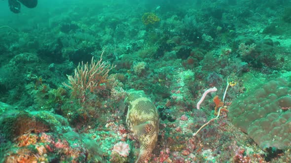 Coral Reef and Tropical Fish. Bali,Indonesia