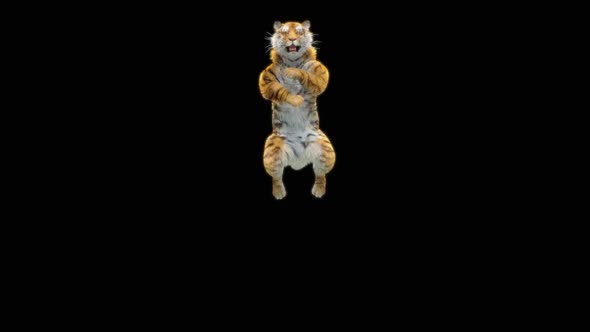 71 Tiger Jumping Down HD