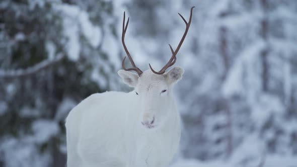 Slowmotion of a pure white reindeer looking curiously at the camera in snowy forest. Lapland Finland