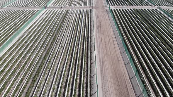 Aerial View of a Strawberry Farm in Australia