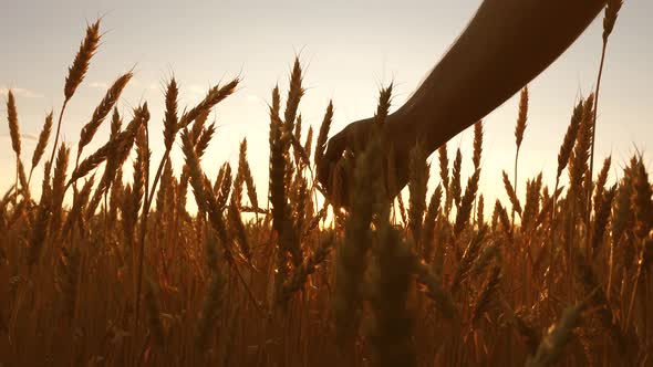 Agriculturist Inspects a Field of Ripe Wheat. Farmers Hand Touches the Ear of Wheat at Sunset