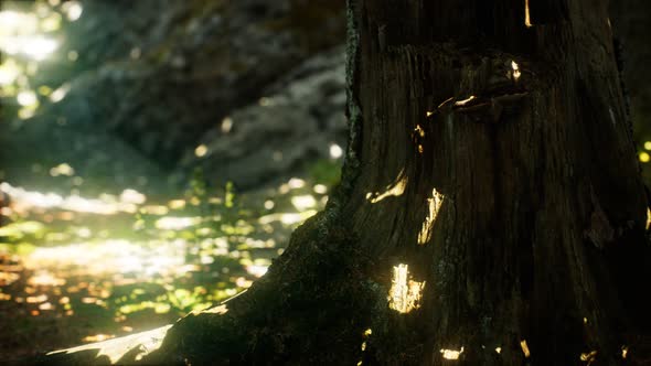 Sunlight Rays Pour Through Leaves in a Rainforest