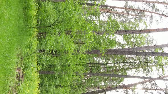 Vertical Video of a Beautiful Green Pine Forest on a Summer Day Slow Motion