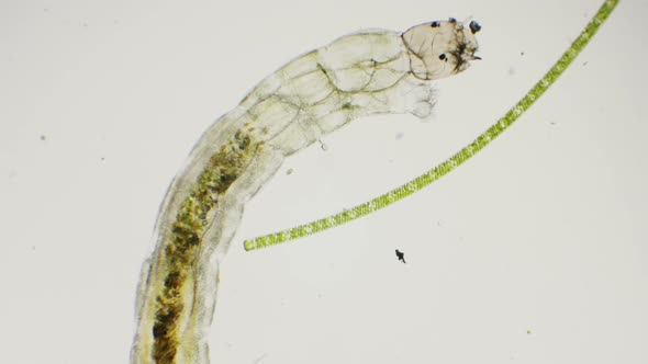 Larvae Of Chironomids Or Non-Biting Midges Through A Microscope