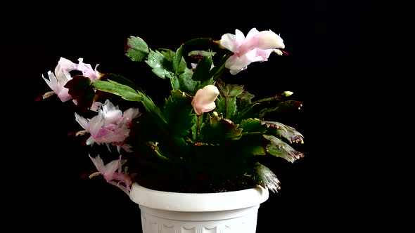 Schlumbergera truncata