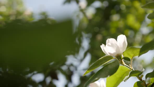 Slow motion quince tree branches on the wind 1920X1080 HD footage -  Spring flowers of Cydonia oblon