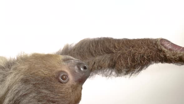 Human feeding a sloth on white background