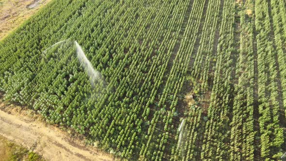 Aerial view of agricultural irrigation system watering corn field