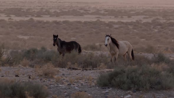 Wild Mustangs trotting across the landscape at dusk in Utah
