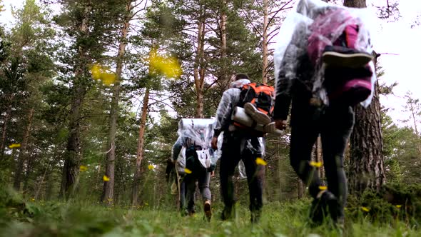 Group Feet Walking In Forest