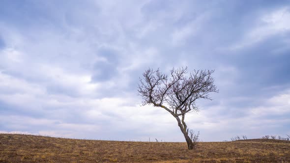 Lonely Tree Timelapse