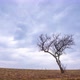 Lonely Tree Timelapse - VideoHive Item for Sale