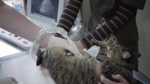Cute Cat Having an Ultrasound Scan in Vet Office Close Up. The Pet in Veterinary Clinic