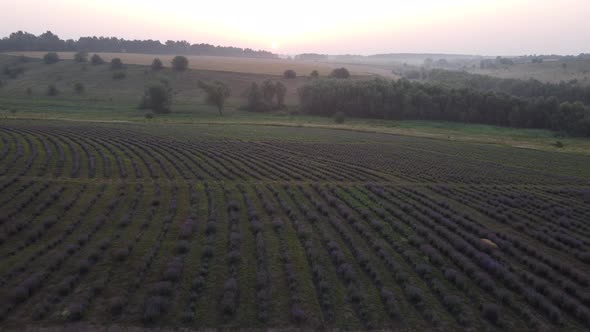 Colorful Flowering Lavandula or Lavender Field in the Dawn Light