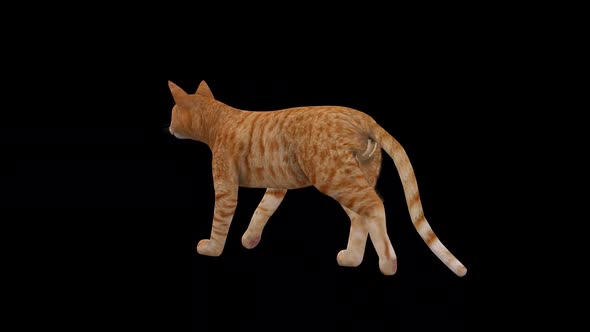 Cat Yellow Walk Back Side alt