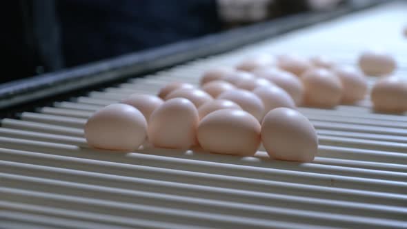 Fresh Raw Chicken Eggs