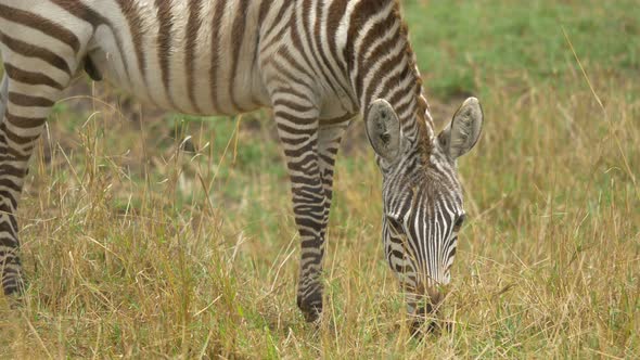 Close up view of a zebra grazing and walking