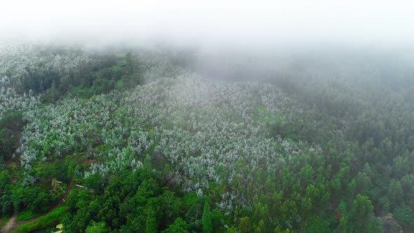 Misty Mountain Forest