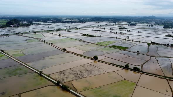 Aerial view cultivation water season of paddy field