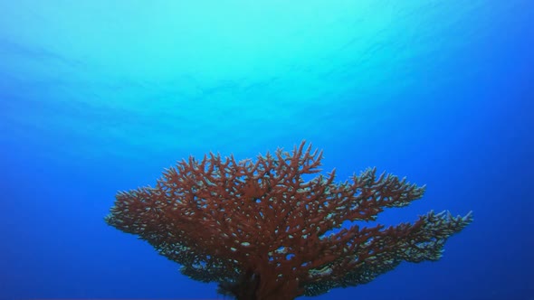 Blue Sea Water and Hard Coral