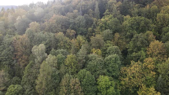 Forest in the Mountains. Aerial View of the Carpathian Mountains in Autumn. Ukraine