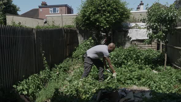 Ethnic Minority Adult Male Clearing Bindweed In Back Garden. Locked Off