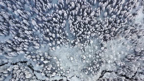 Snow Covered Pine Forest