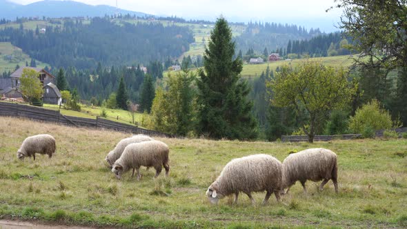 Flock of Sheep Grazing in a Field. Countryside Outdoors Mountain Hill on Background 
