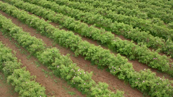 Agricultural field with oil-bearing rose