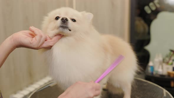 Groomer combing a Pomeranian after bathing. Professional cares for a dog