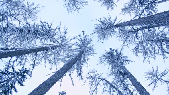 Winter Trees in the Snow View From the Bottom Up