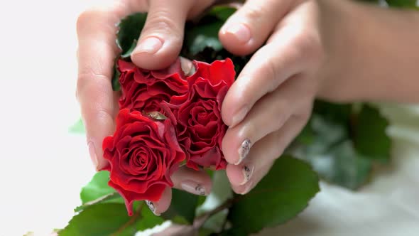 Fresh Red Roses in Female Manicured Hands