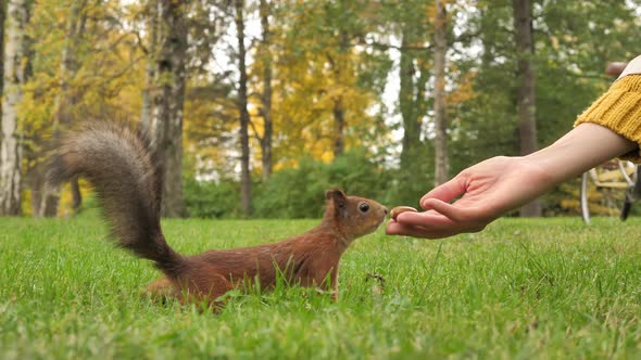 A Red Squirrel in a City Park Took an Acorn From a Woman's Hand and Ran Away