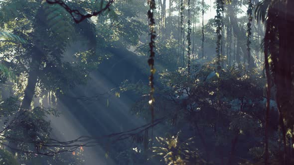 Misty Jungle Rainforest in Fog