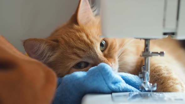 Cute Ginger Cat Is Sleeping Behind Sewing Machine. Fluffy Pet Licking. Cozy Home Background.