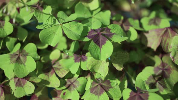 four-leaf clovers with small droplets of water on them