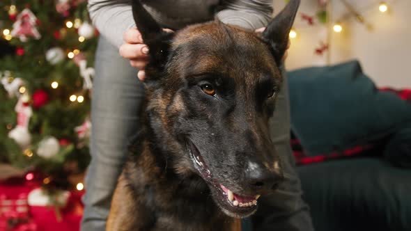 Person Petting Malinois Bard Dog Closeup