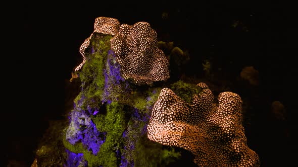 Sea Anemone, Fluorescence, Journey deep into the sea