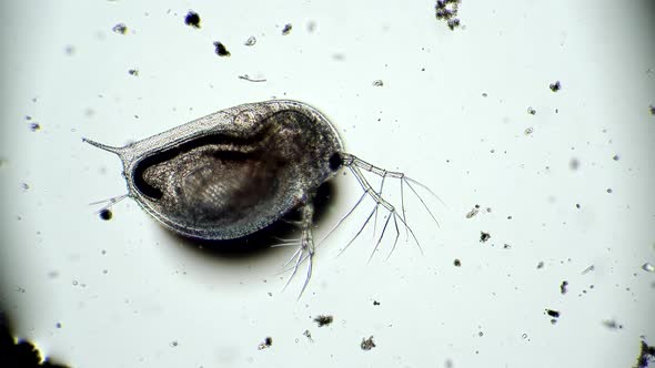 Bowel Movement of the Microorganism From Daphnia Pond in Microscope