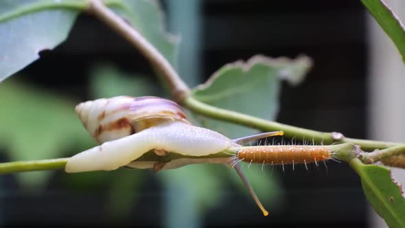 snails and caterpillars crawl on the same branch facing each other. Snail with caterpillar on plant