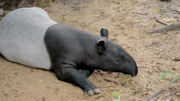 Tapir Malay or Ant Malay relaxing in a conservation area.