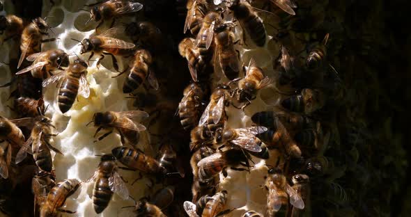 |European Honey Bee, apis mellifera, Bees on a wild Ray, Bees working on Alveolus