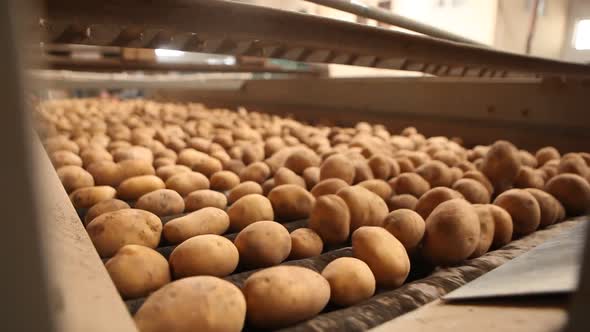 Potato cleaning process in food production factory.