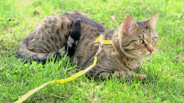 Walking a domestic cat on a yellow harness. The tabby cat is afraid of outdoor,hides in the green gr