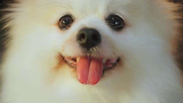 cute lovely white color pomeranian little lap dog animal best friend of human