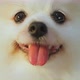 cute lovely white color pomeranian little lap dog animal best friend of human - VideoHive Item for Sale